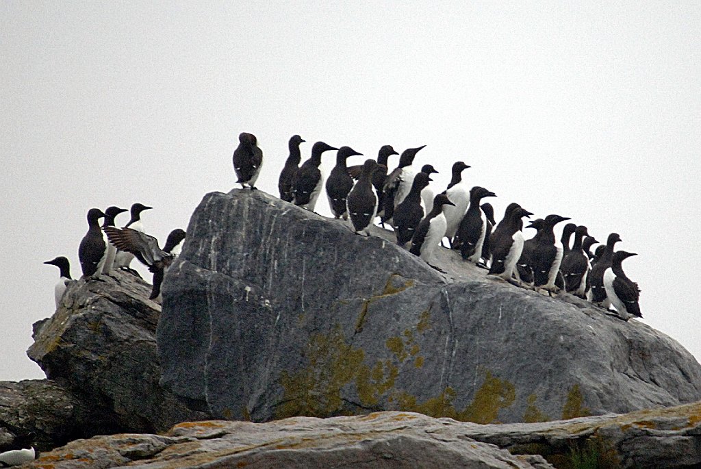 Murre, Common, 2006-07020915b Cutler and Machias Seal Island, ME.jpg - Common Murres crowd a rock, Machias Seal Island, 7-2-2006